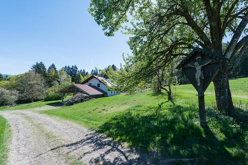 Alter Obstbaum auf dem Gel&auml;nde