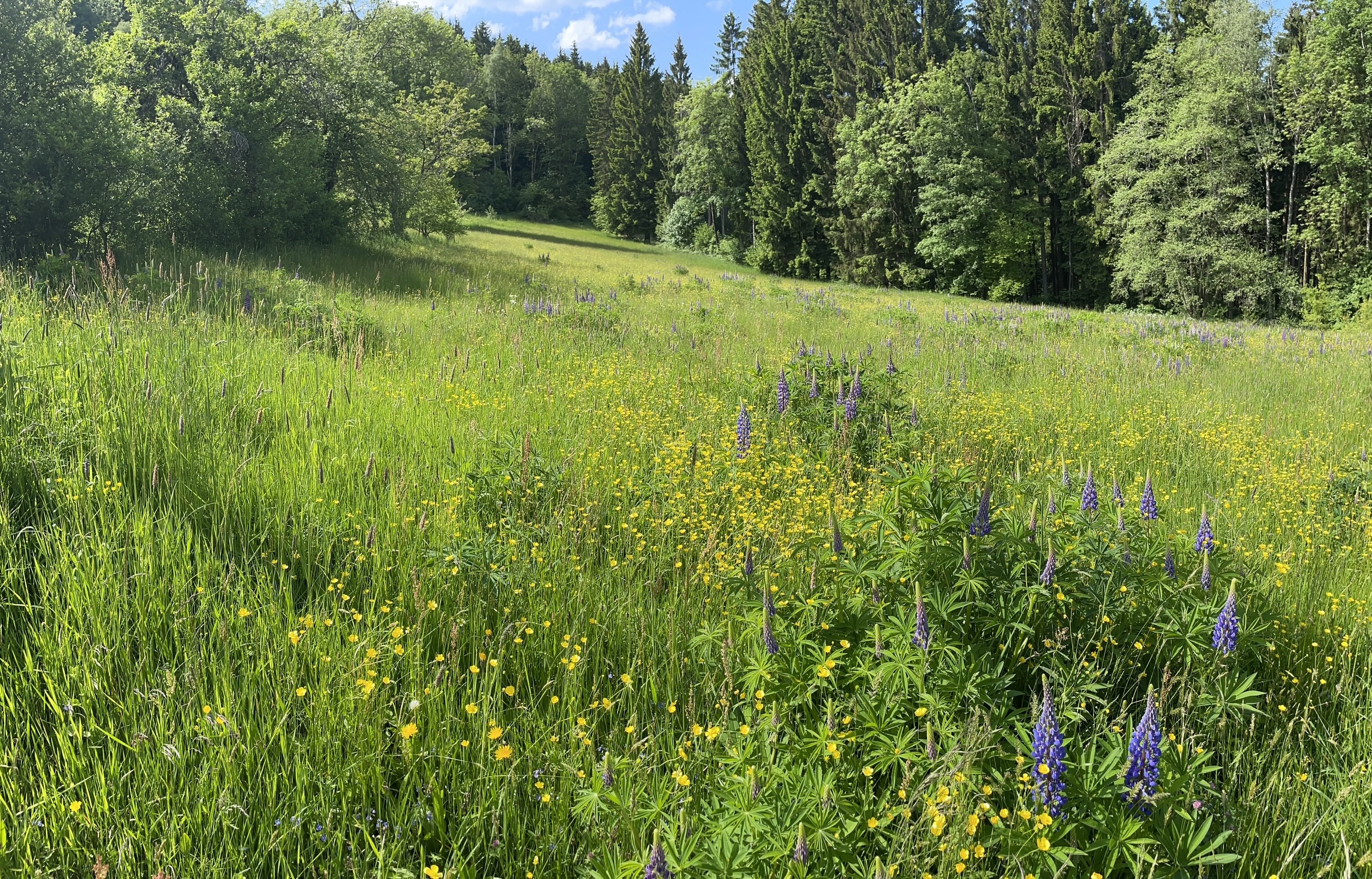 Naturbelassene Magerwiese mit Wildkräutern