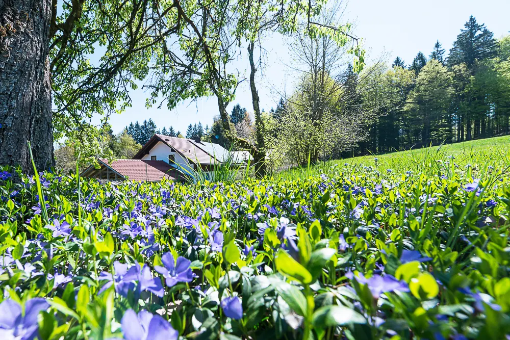 Naturbelassene Magerwiese mit Wildkräutern