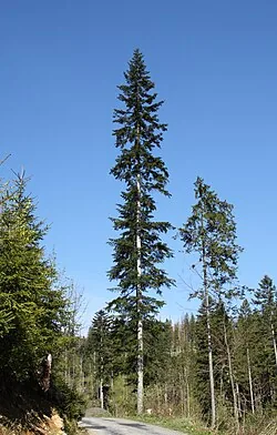 Weisstanne