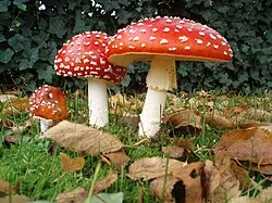Fliegenpilz