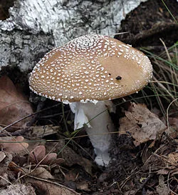 Pantherpilz