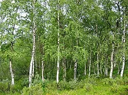 Haengebirke