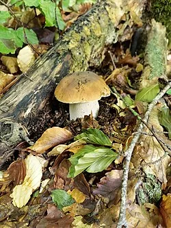 Steinpilz