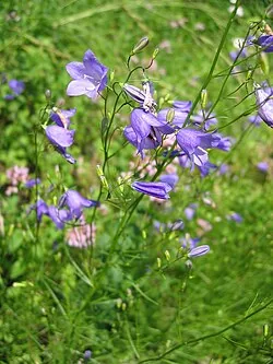 Glockenblume