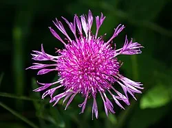 Flockenblume