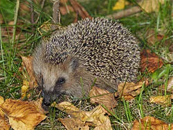 Igel