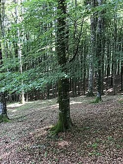 Rotbuche