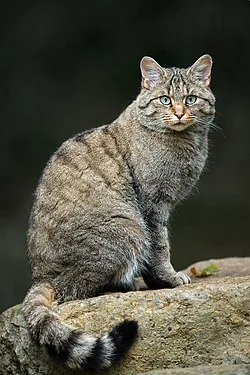 Wildkatze