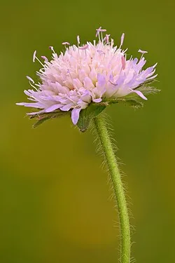 Witwenblume