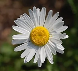 Margerite