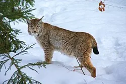 Luchs
