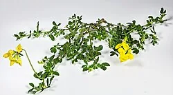 Hornklee