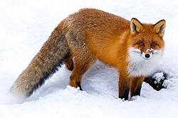 Rotfuchs