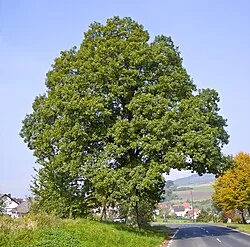 Traubeneiche