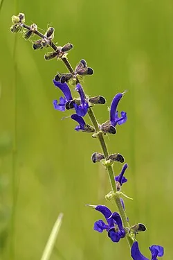 Wiesensalbei