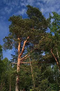 Waldkiefer