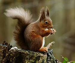 Eichhoernchen